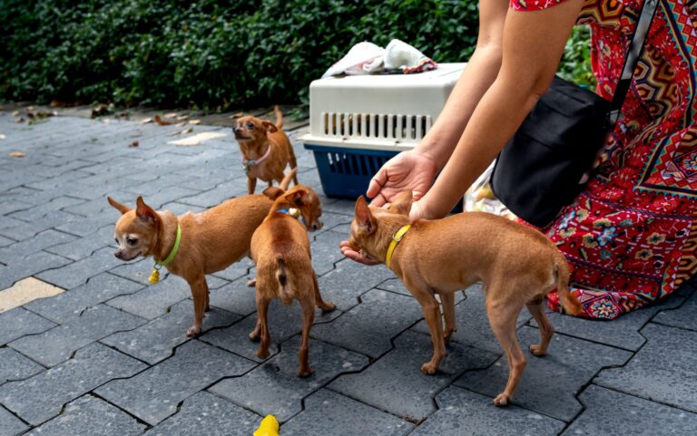 Quels sont les comportements malicieux des animaux ?