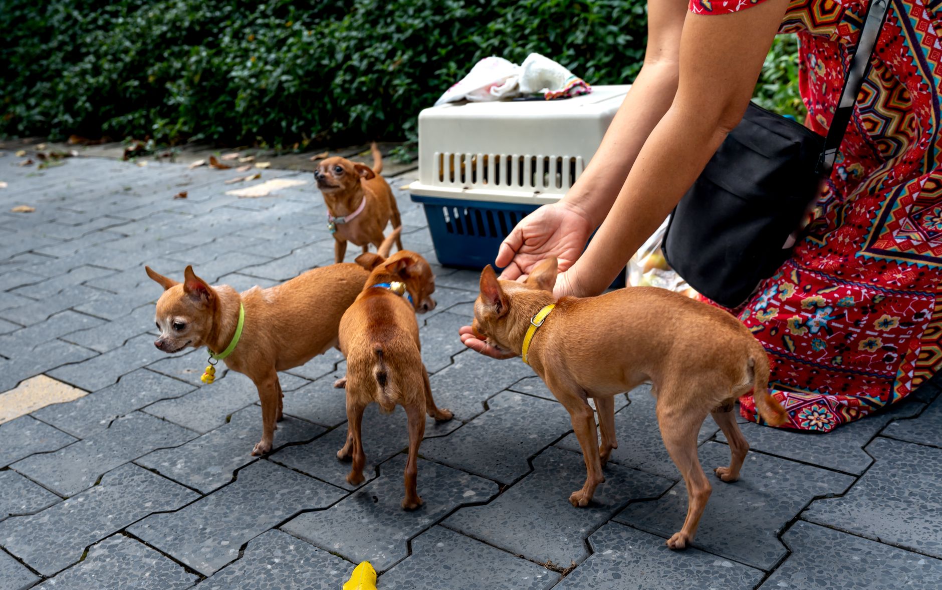 Quels sont les comportements malicieux des animaux ?