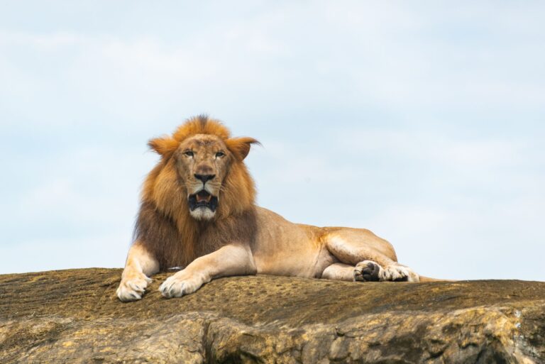 Quelle est la puissance des animaux majestueux ?