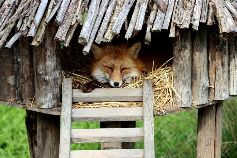 Quels sont les trésors cachés de la faune sauvage?