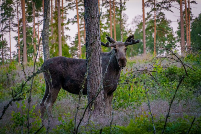 Qui sont les mystérieux animaux de l&rsquo;ombre ?