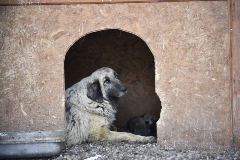 Comment protéger les animaux en perdition ?