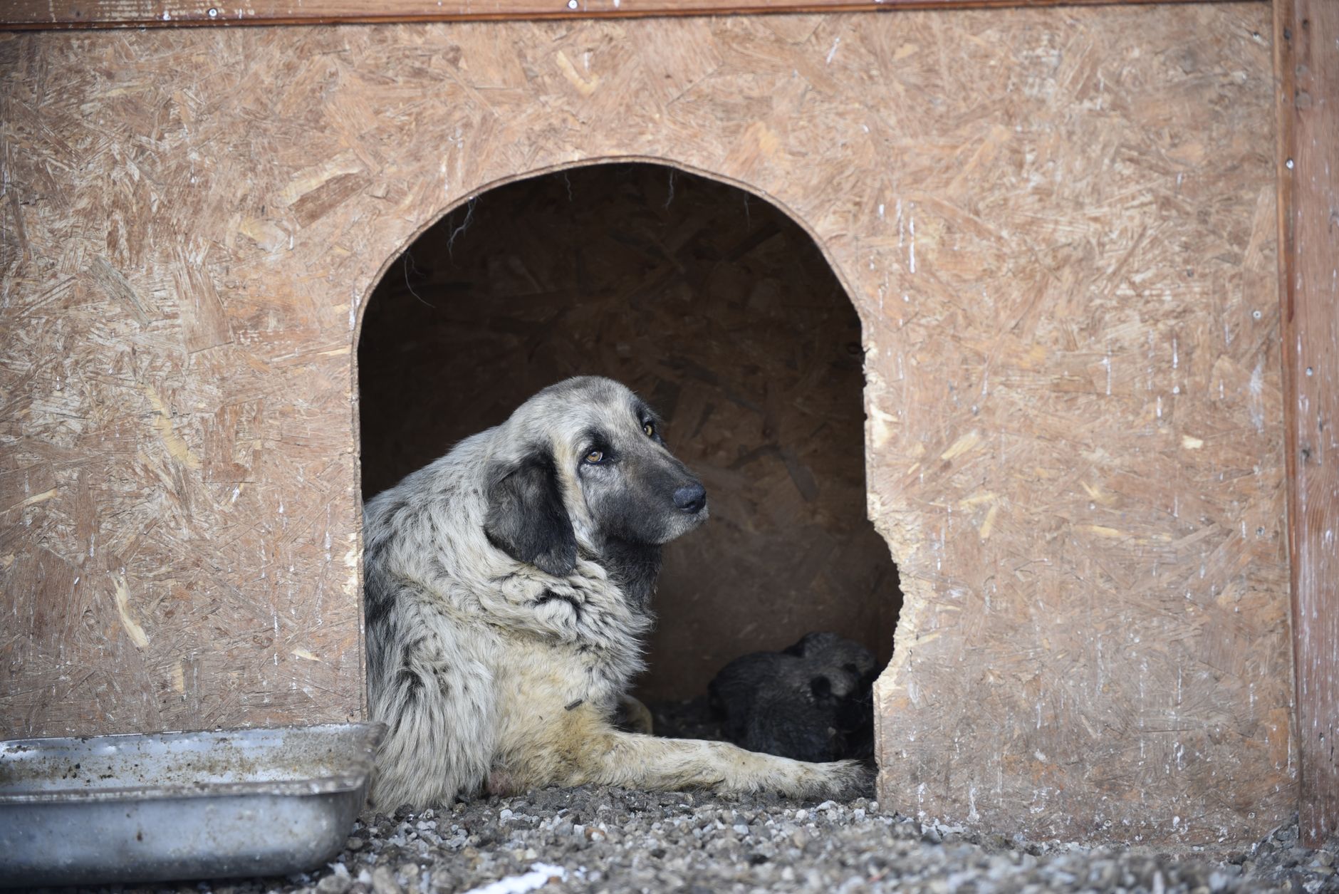 Comment protéger les animaux en perdition ?