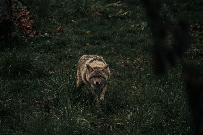 Pourquoi les animaux nocturnes ont-ils des habitudes si étranges ?