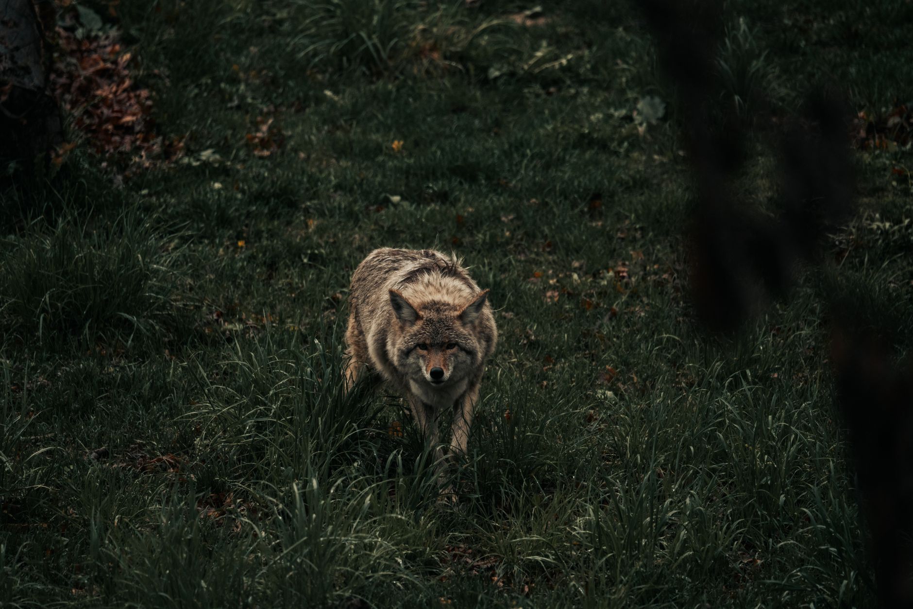 Pourquoi les animaux nocturnes ont-ils des habitudes si étranges ?