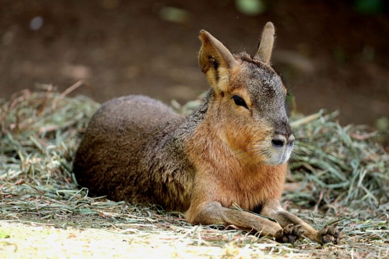 Que cachent les mystérieux animaux inconnus ?