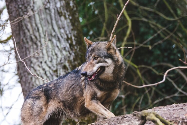 Quelles sont les secrets cachés derrière la vie des animaux des bois ?
