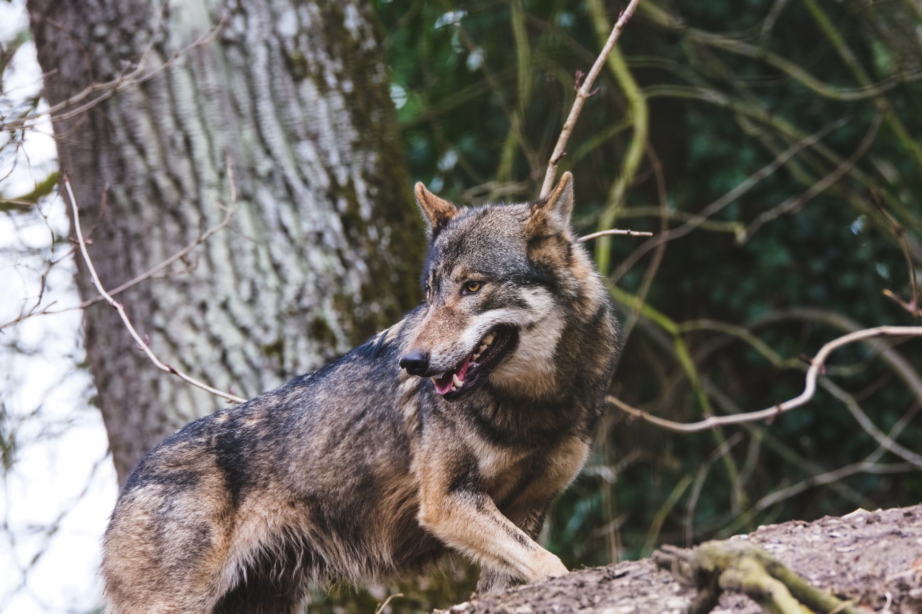 Quelles sont les secrets cachés derrière la vie des animaux des bois ?