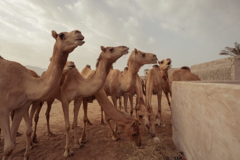 Quels sont les animaux remarquables des déserts ?