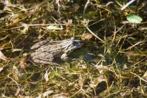 Quels sont les animaux étonnants à découvrir dans les marais ?