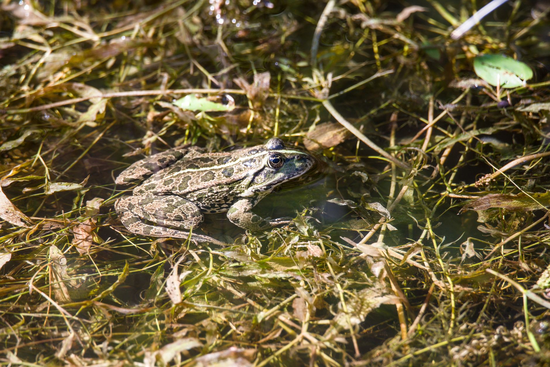 Quels sont les animaux étonnants à découvrir dans les marais ?