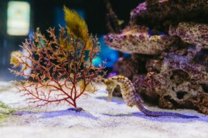 Quels sont les secrets de la diversité des animaux marins ?