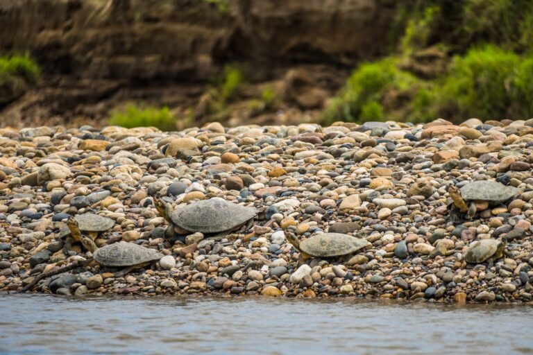 Quelles sont les spécificités fascinantes de la faune des rivières ?
