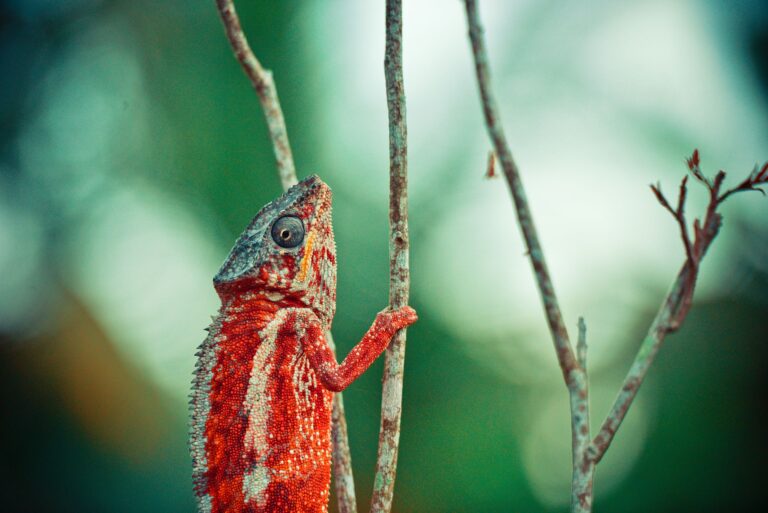 Quels secrets de beauté renferment les animaux exotiques ?