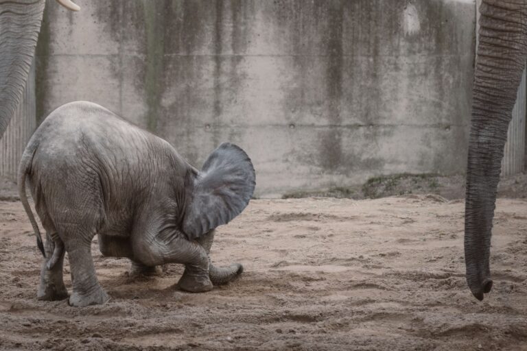 Pourquoi les animaux ont-ils des comportements si étonnants ?