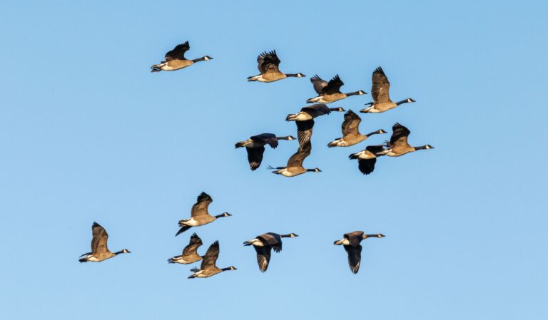 Quelles espèces d&rsquo;animaux ailés symbolisent la beauté de la nature ?
