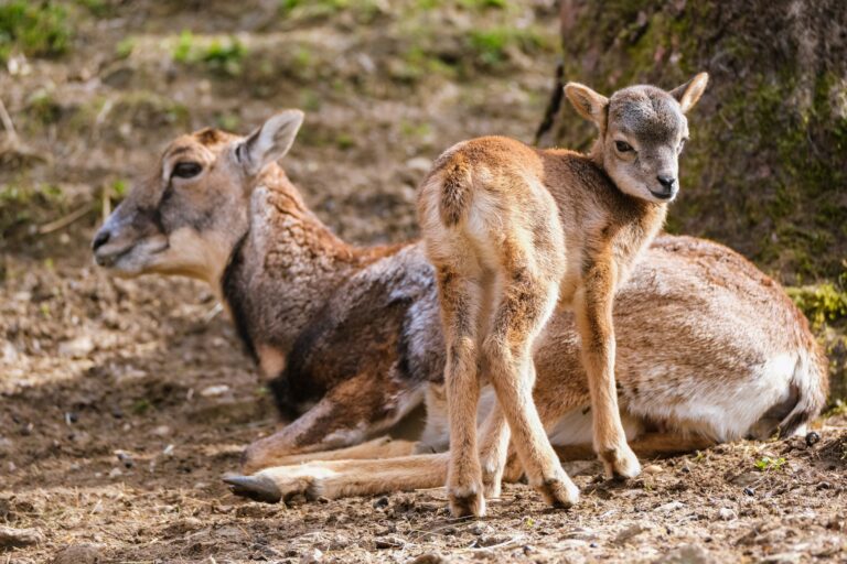 Quelles sont les différentes formes de vie animale et leur richesse ?