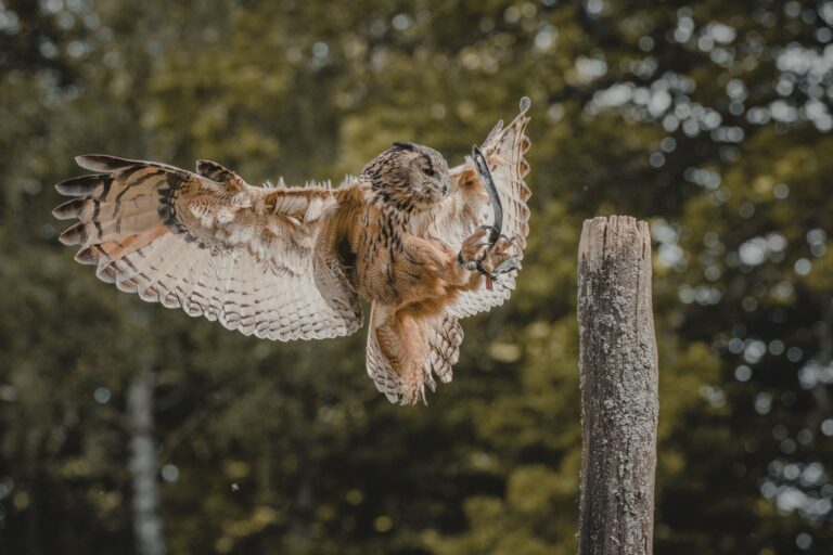 Quels sont les pouvoirs extraordinaires des animaux?