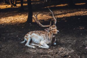 Quels sont les animaux fabuleux des contes de fées?