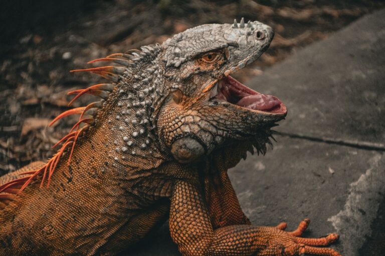 Quels sont les animaux fabuleux les plus fascinants de la mythologie ?