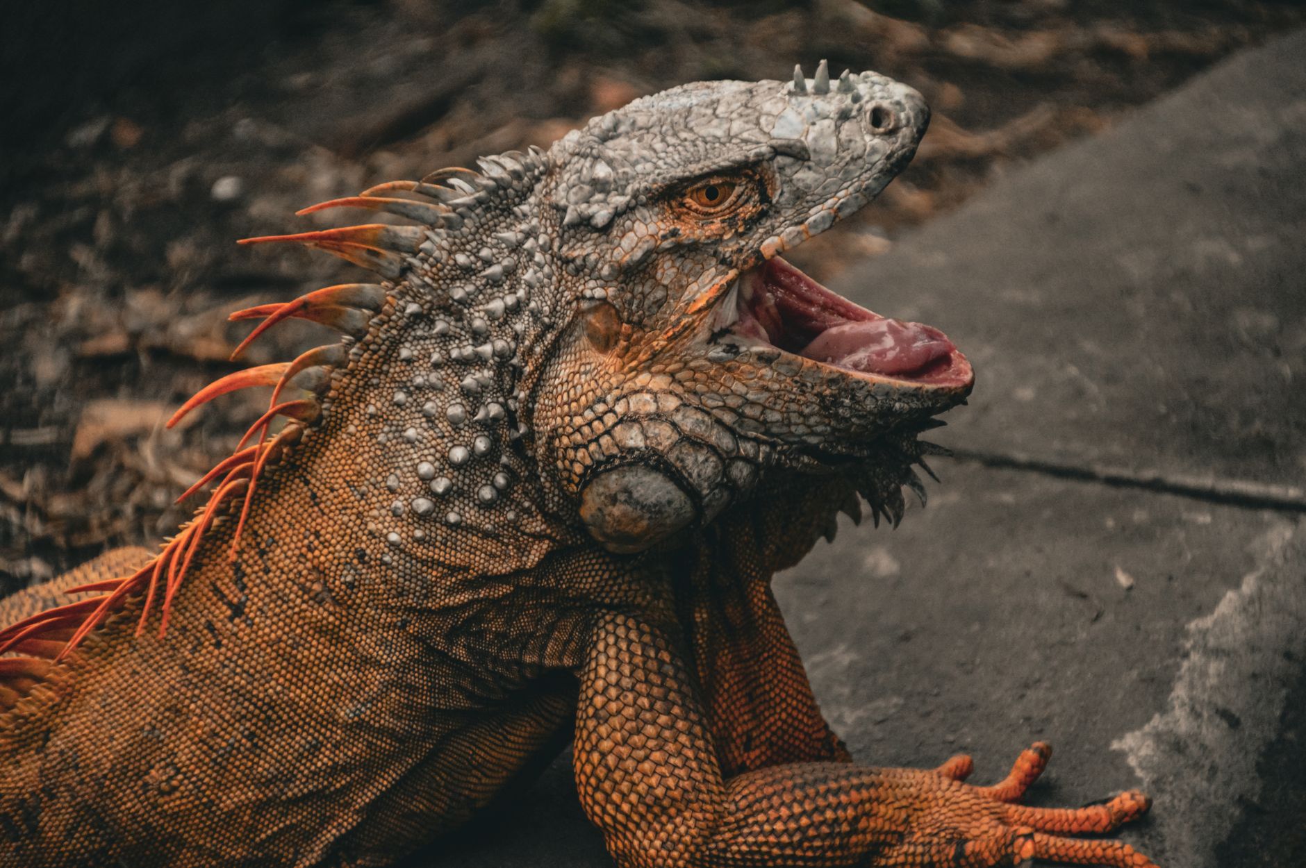 Quels sont les animaux fabuleux les plus fascinants de la mythologie ?