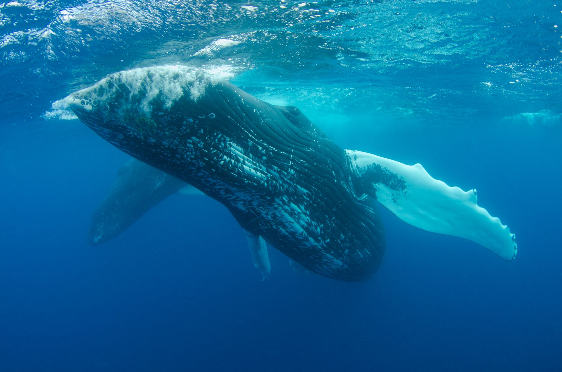 Baleine à bosse nageant sous la surface dans une eau bleue