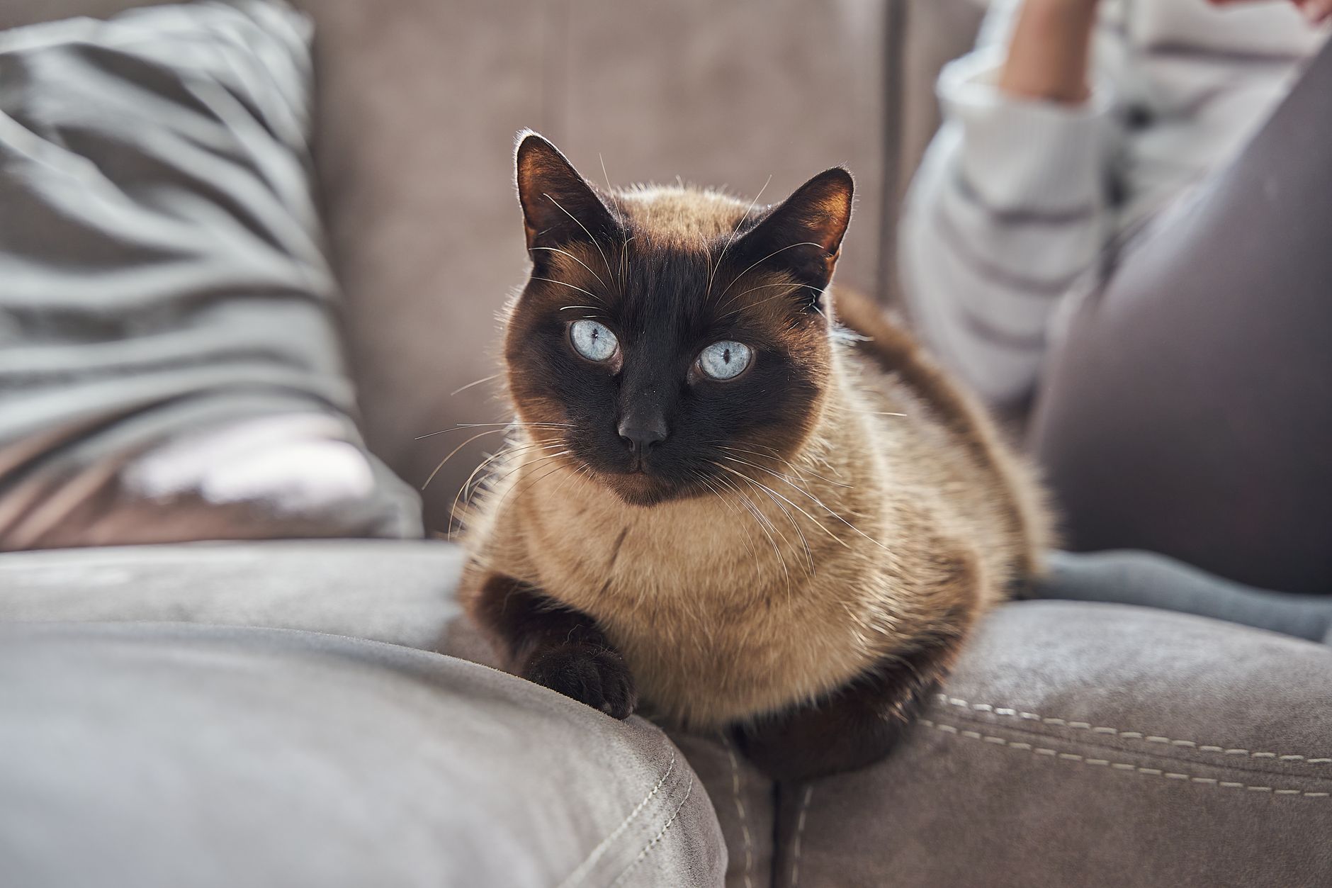 Chat beige au masque brun foncé et aux yeux bleus, couché sur l’accoudoir d’un canapé gris, avec un coussin rayé et une personne floue derrière.
