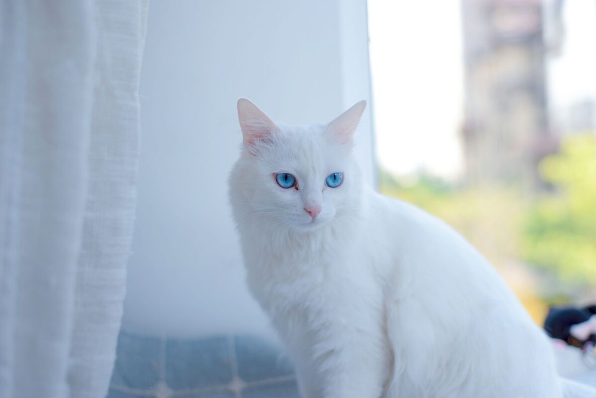 Des chats 16 % plus grands qu’à l’époque des Vikings, un paradoxe de la domestication