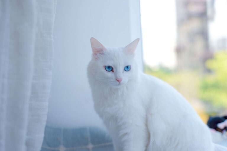 Des chats 16 % plus grands qu’à l’époque des Vikings, un paradoxe de la domestication