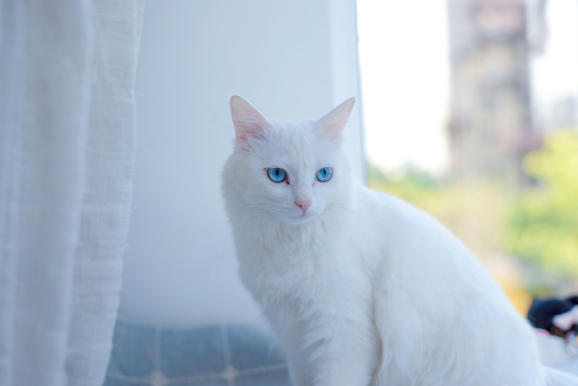 Des chats 16 % plus grands qu’à l’époque des Vikings, un paradoxe de la domestication