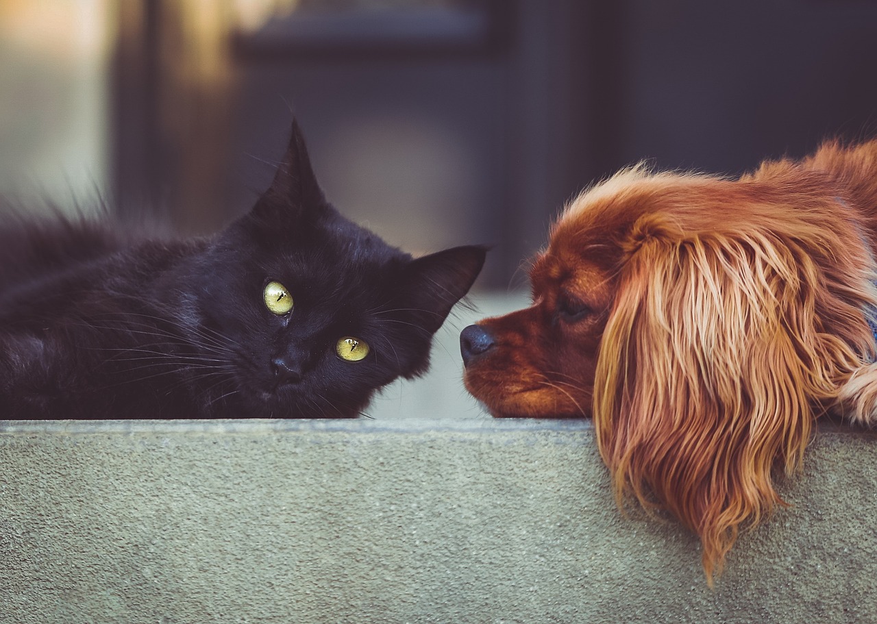 Chat noir et chien épagneul roux allongés face à face sur un muret