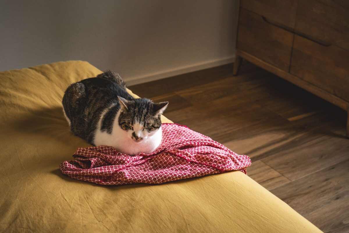 Des chats du refuge de Pollestres rafraîchis grâce à une climatisation offerte