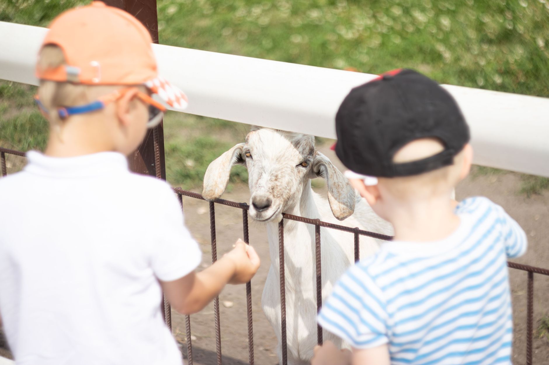 Deux enfants en casquette tendent la main à une chèvre blanche derrière une clôture métallique, dans un enclos avec de l’herbe.