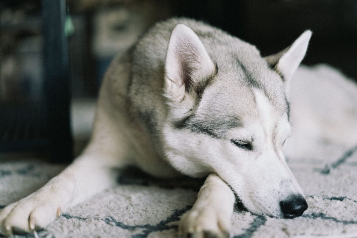 Husky négligé, Shiloh a retrouvé sa fourrure en trois mois