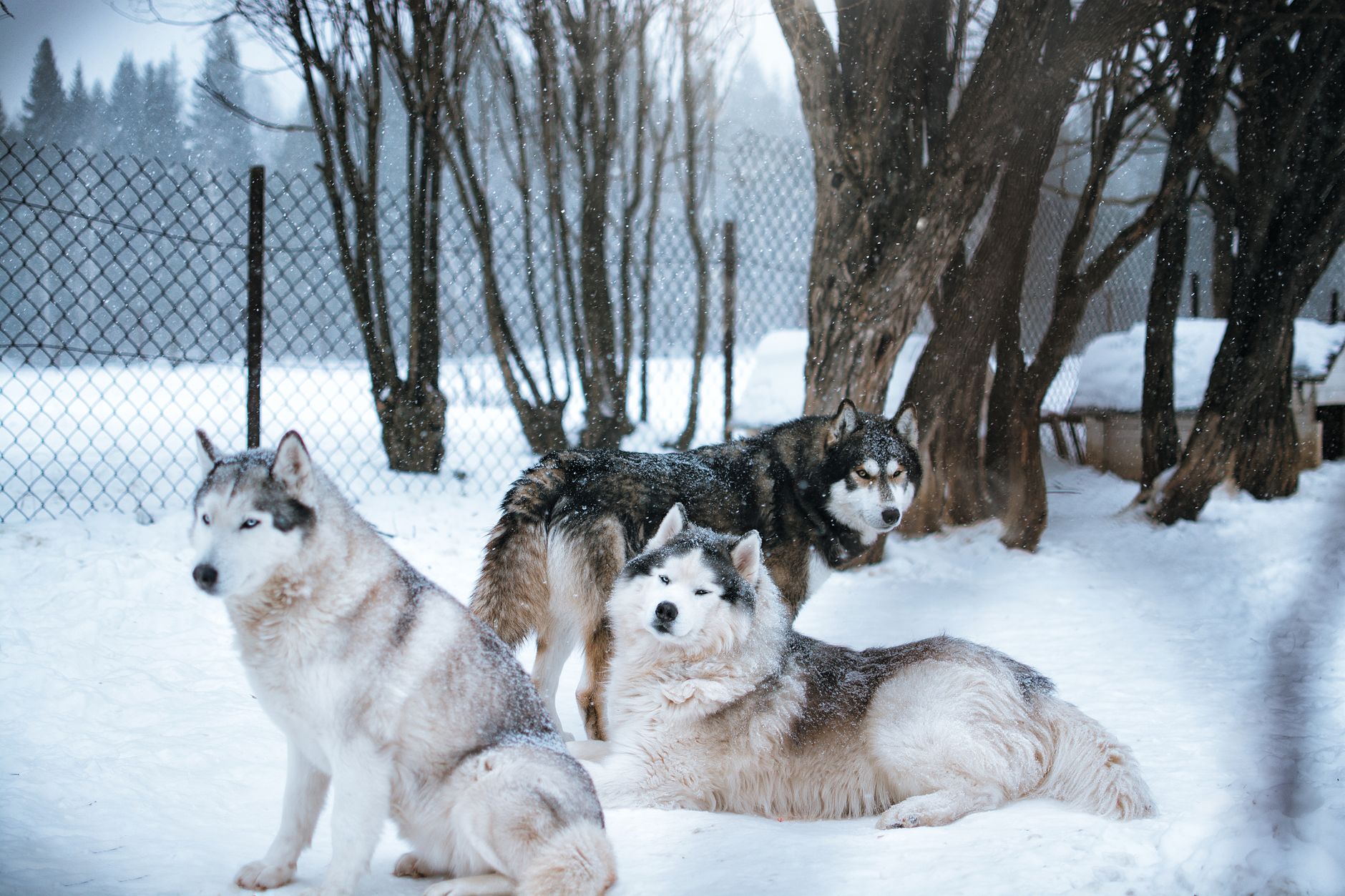 Trois huskies couchés dans la neige