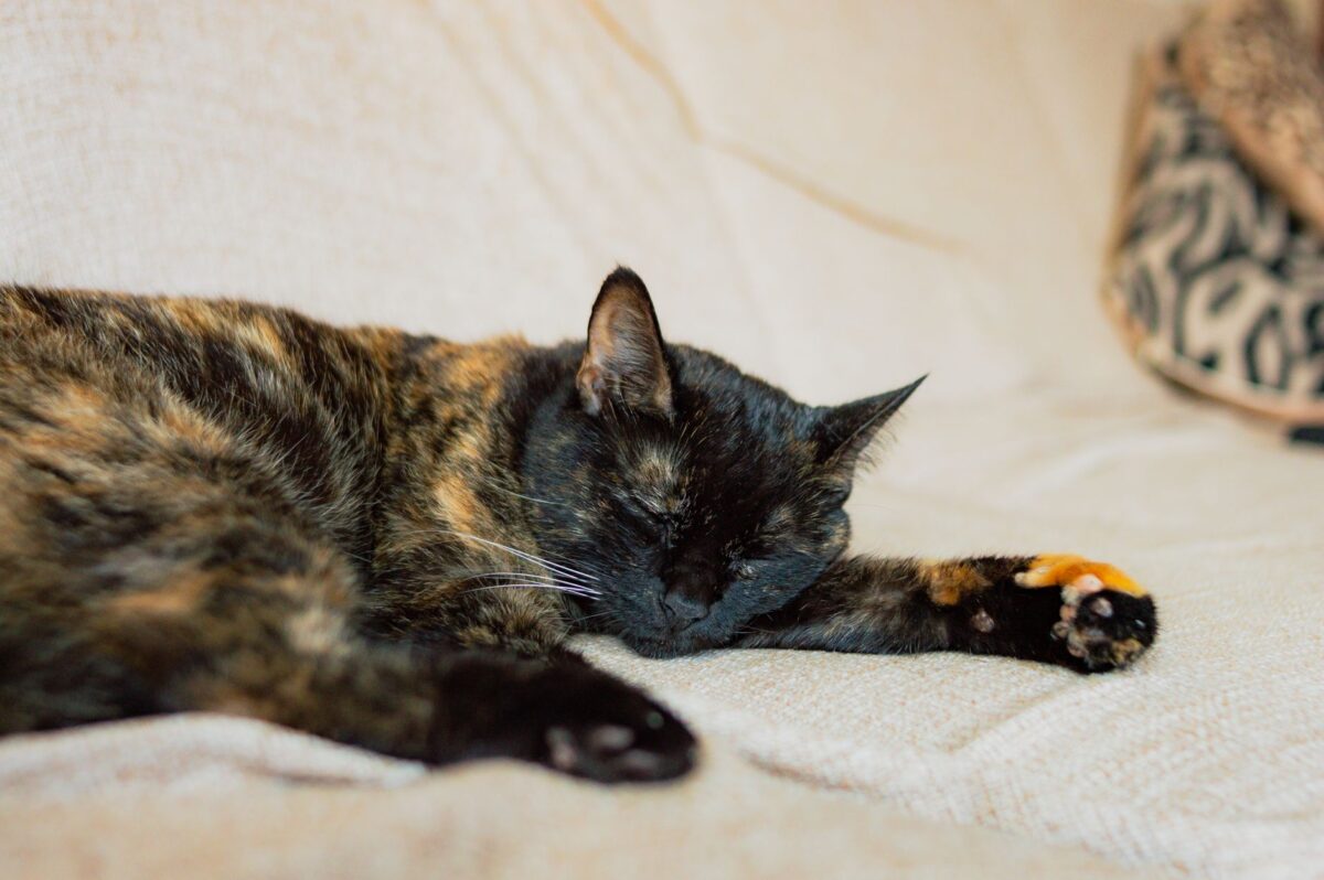 Pourquoi le chat paraît dormir d’une seule oreille, selon une vétérinaire