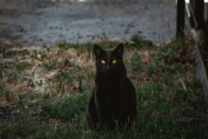 Les yeux du chat brillent la nuit grâce à un miroir naturel