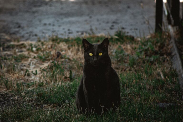 Les yeux du chat brillent la nuit grâce à un miroir naturel