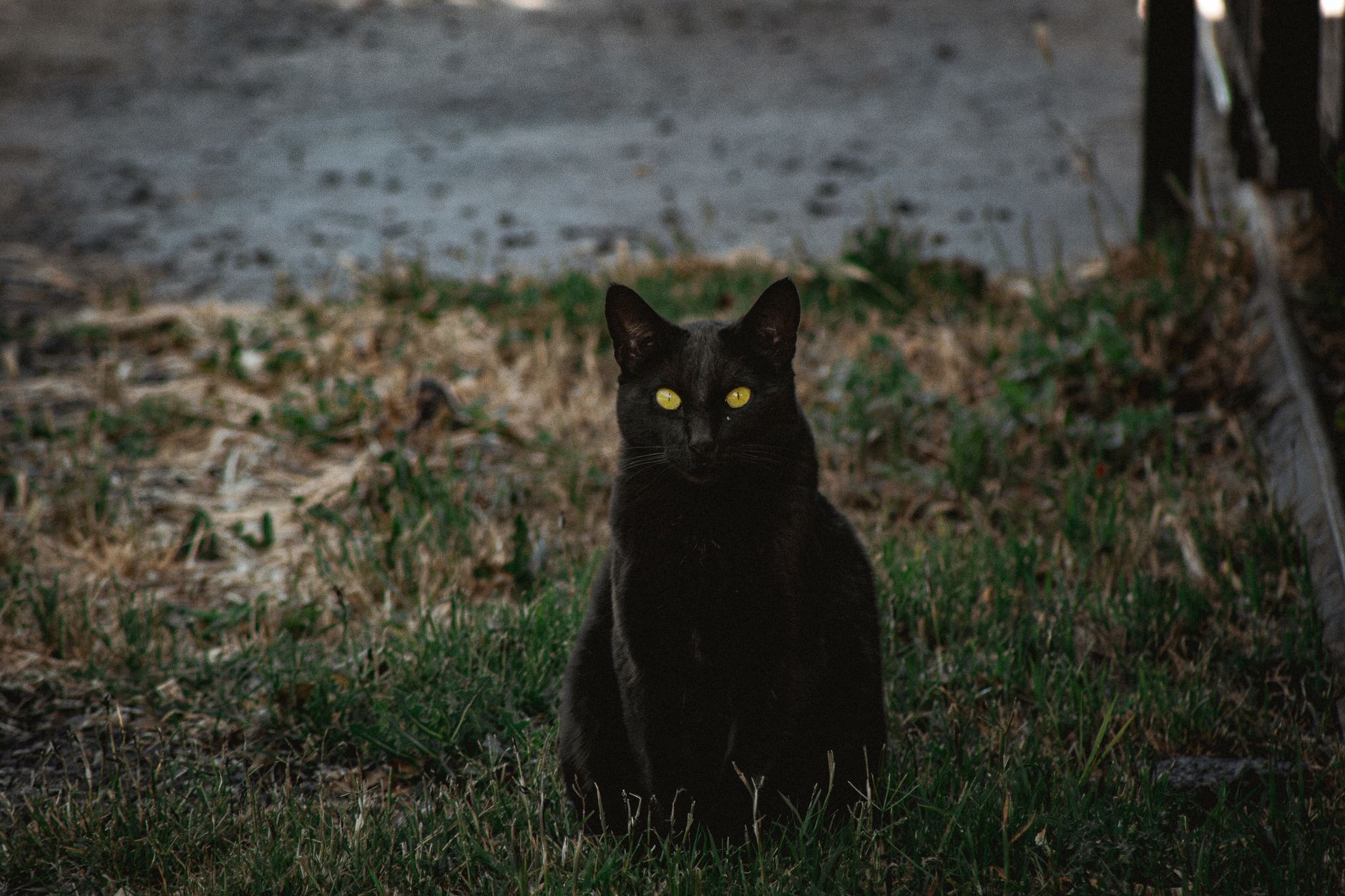 Les yeux du chat brillent la nuit grâce à un miroir naturel