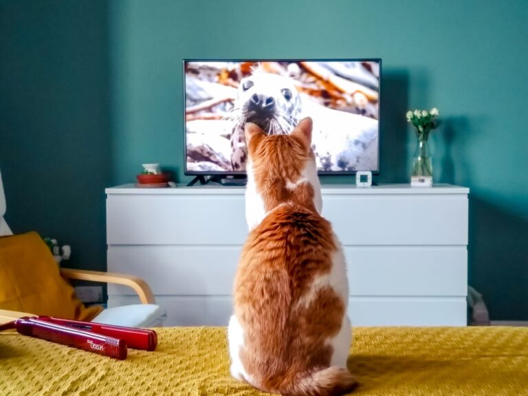 Les chats captivés par Sealook, dessin animé de Netflix