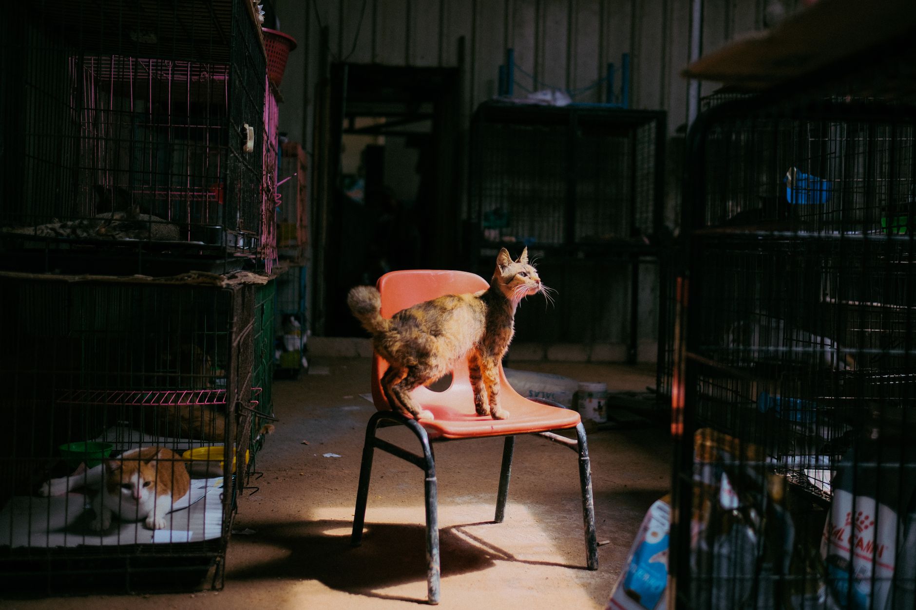 Un chat tigré debout sur une chaise orange dans un refuge sombre, entouré de cages grillagées où un autre chat est allongé.