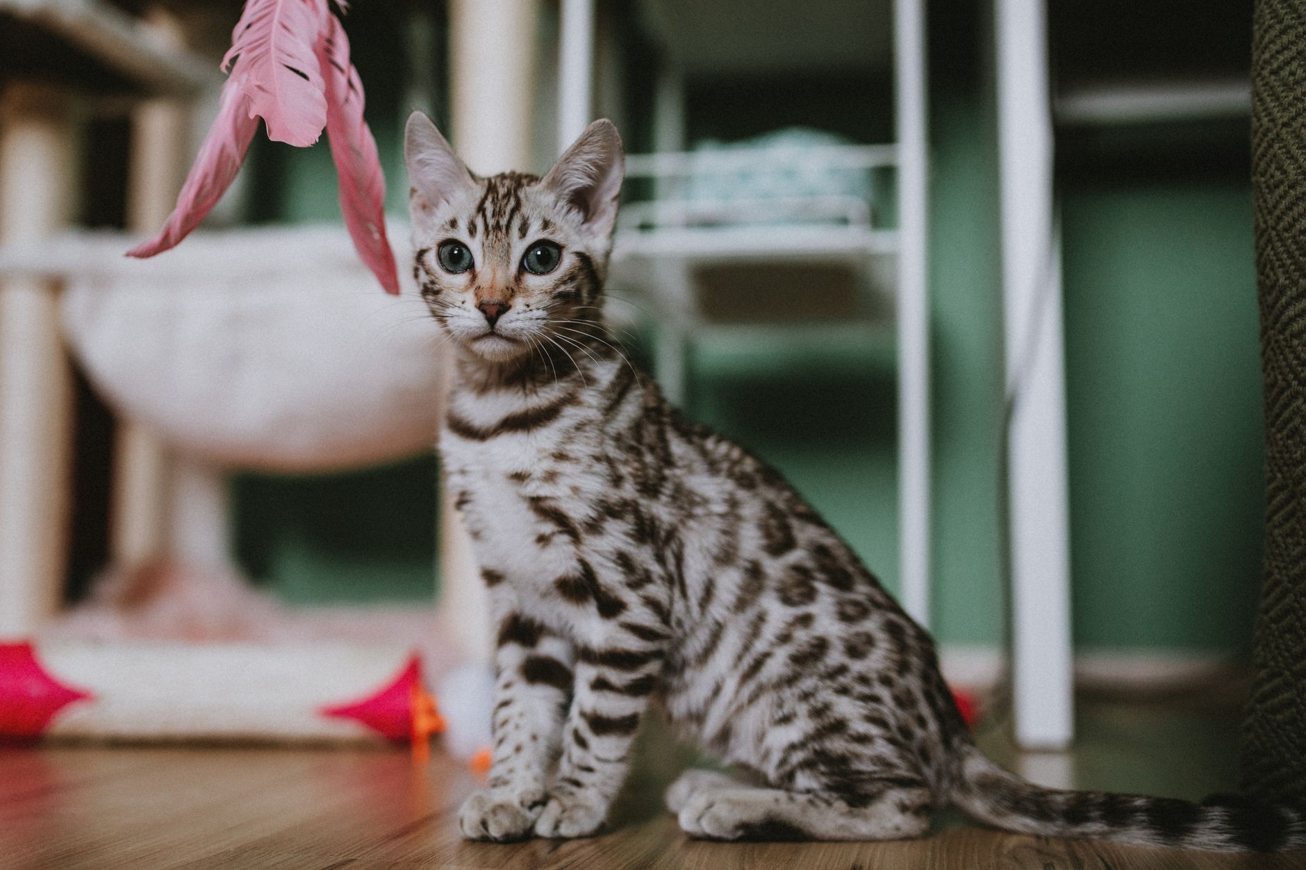 Un chaton tigré assis au sol sous une plume suspendue à son arbre à chat