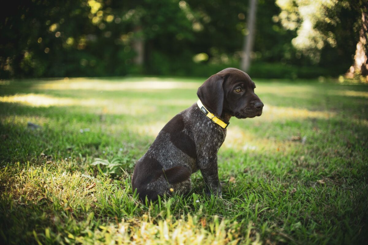 Trois chiots de Watertown adoptés par des policiers après une enquête pour négligence