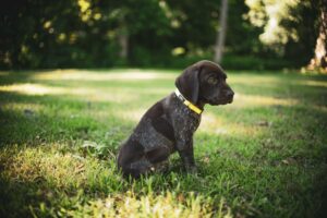 Trois chiots de Watertown adoptés par des policiers après une enquête pour négligence
