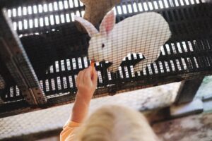 Près de 500 animaux au Parc floral, avec un parcours pensé pour les enfants