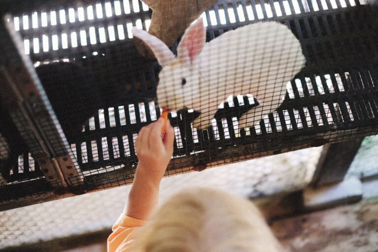Près de 500 animaux au Parc floral, avec un parcours pensé pour les enfants